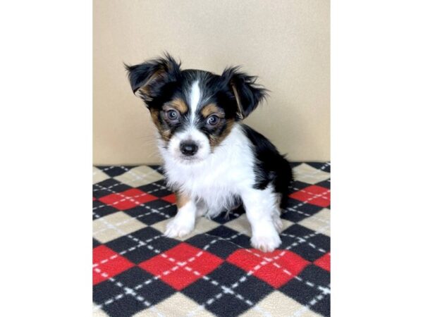 Chorkie DOG Male Black / Tan 1972 Petland Florence, Kentucky