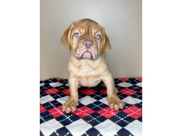 Dogue de Bordeaux DOG Female Red 1970 Petland Florence, Kentucky