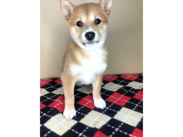 Shiba Inu-DOG-Female-Red Sesame-1968-Petland Florence, Kentucky