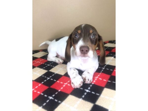 Dachshund-DOG-Male-Chocolate / Tan-1967-Petland Florence, Kentucky