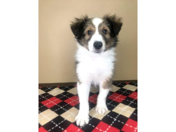 Shetland Sheepdog DOG Male Sable / White 1966 Petland Florence, Kentucky