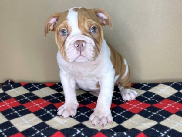 Victorian Bulldog DOG Male Red / White 1978 Petland Florence, Kentucky