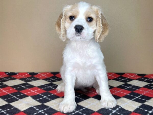 Cocker Spaniel-DOG-Male-Buff / White-1979-Petland Florence, Kentucky