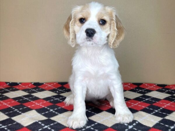 Cocker Spaniel DOG Male Buff / White 1979 Petland Florence, Kentucky