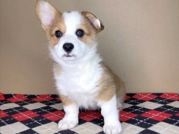 Pembroke Welsh Corgi-DOG-Male-Red-1980-Petland Florence, Kentucky
