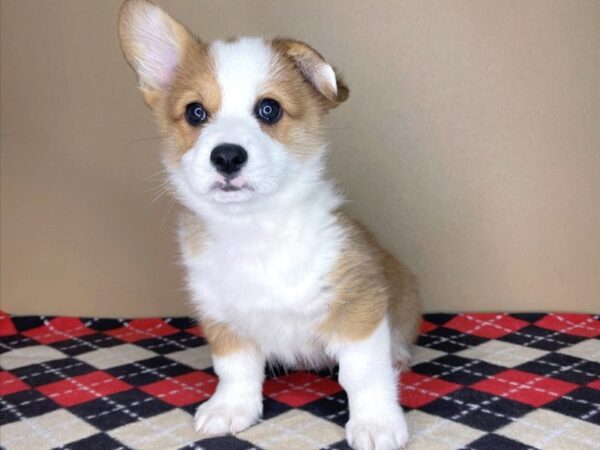 Pembroke Welsh Corgi DOG Male Red 1980 Petland Florence, Kentucky