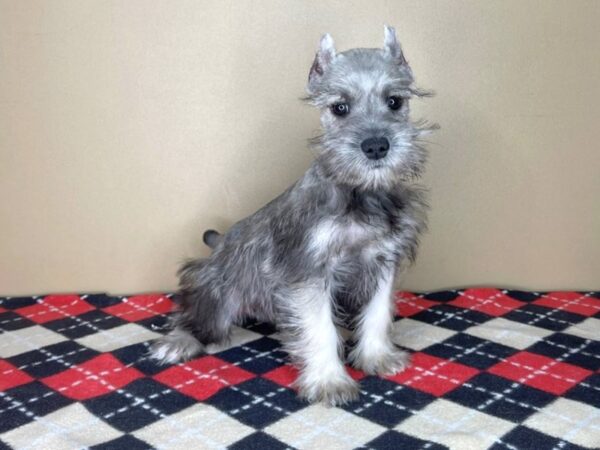 Miniature Schnauzer DOG Male Salt / Pepper 1981 Petland Florence, Kentucky