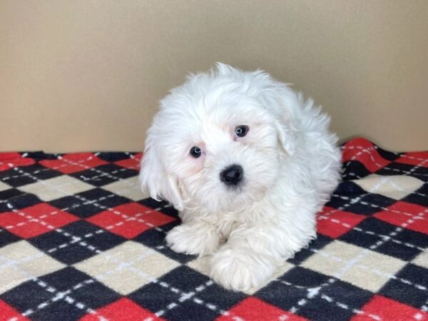 Teddy Bear-DOG-Male-Cream-1982-Petland Florence, Kentucky