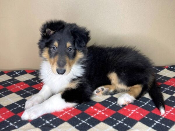 Collie DOG Male Black 1983 Petland Florence, Kentucky