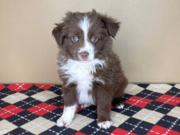 Miniature Australian Shepherd DOG Male Red 1985 Petland Florence, Kentucky