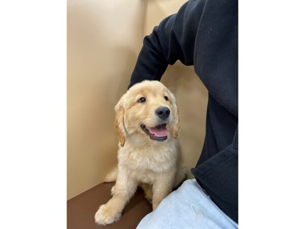 Golden Retriever-DOG-Male-Golden-1986-Petland Florence, Kentucky