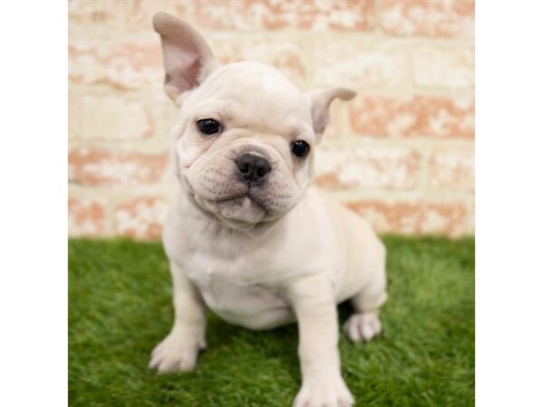 French Bulldog DOG Male Cream 1992 Petland Florence, Kentucky