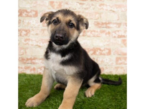 German Shepherd Dog-DOG-Male-Black / Tan-1993-Petland Florence, Kentucky