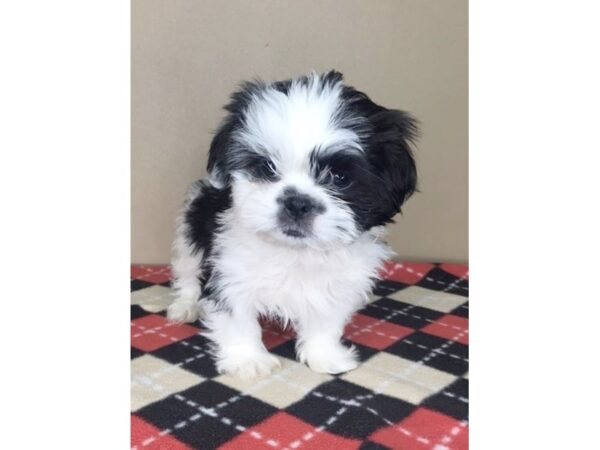 Shih Tzu DOG Male White / Black 2000 Petland Florence, Kentucky