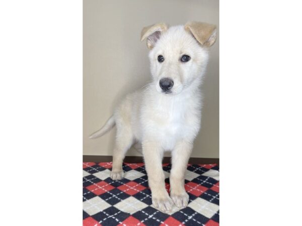 German Shepherd Dog DOG Female White 1999 Petland Florence, Kentucky