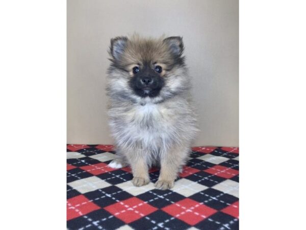 Pomeranian DOG Female Red Sable 1998 Petland Florence, Kentucky