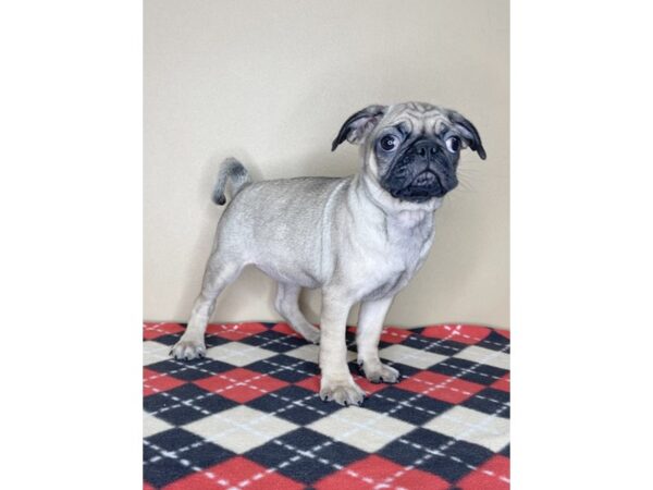 Pug-DOG-Female-Fawn-1997-Petland Florence, Kentucky