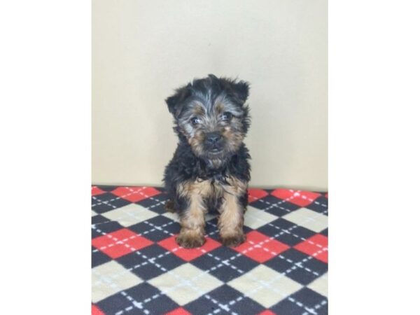 Yorkshire Terrier-DOG-Male-Black / Tan-1996-Petland Florence, Kentucky