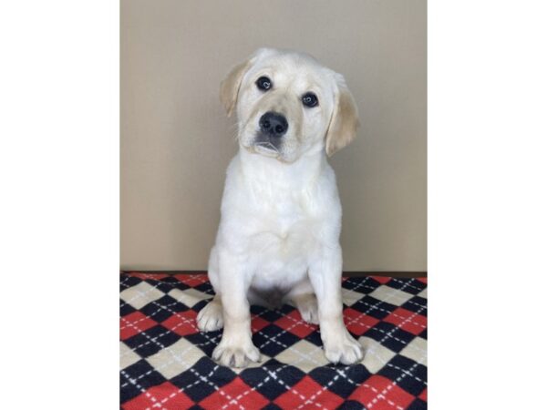 Labrador Retriever-DOG-Male-Yellow-1995-Petland Florence, Kentucky