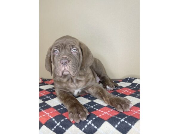 Dogue De Bordeaux/Neapolitan Mastiff DOG Male Red / Brindle 1994 Petland Florence, Kentucky