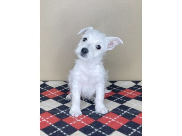 West Highland White Terrier DOG Male White 1991 Petland Florence, Kentucky