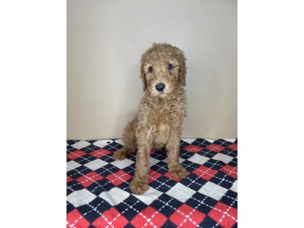 Goldendoodle-DOG-Female--2001-Petland Florence, Kentucky