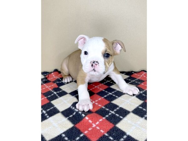 English Bulldog-DOG-Male--2018-Petland Florence, Kentucky