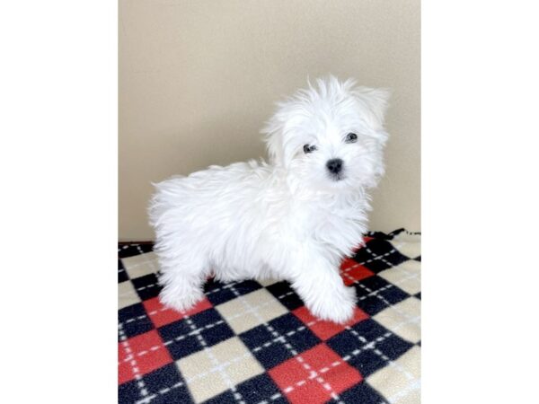 Maltese-DOG-Female-White-2016-Petland Florence, Kentucky
