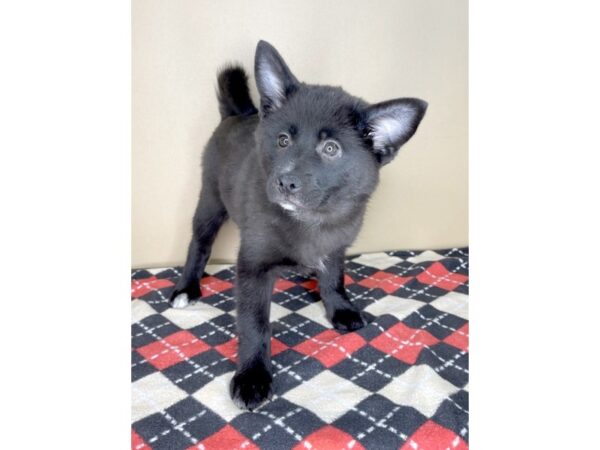 Pomsky 2nd Gen DOG Female Black / White 2015 Petland Florence, Kentucky