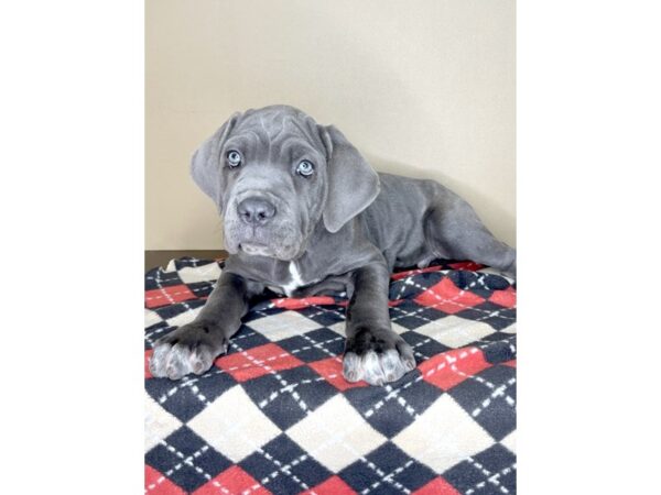 Neapolitan Mastiff DOG Male Blue 2014 Petland Florence, Kentucky