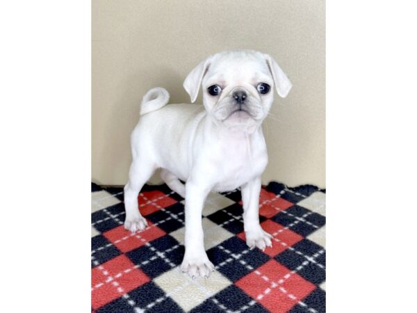Pug-DOG-Female-Cream-2013-Petland Florence, Kentucky