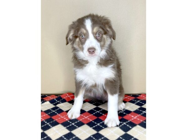 Australian Shepherd-DOG-Female-Red-2012-Petland Florence, Kentucky