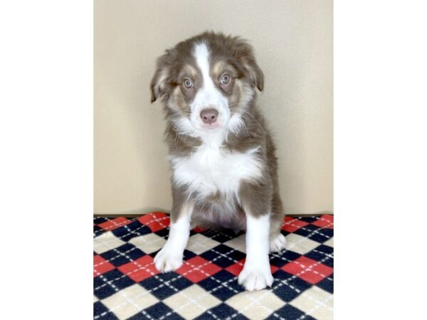 Australian Shepherd DOG Female Red 2012 Petland Florence, Kentucky