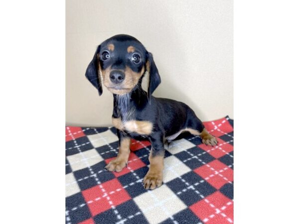 Dachshund DOG Male Black / Tan 2011 Petland Florence, Kentucky