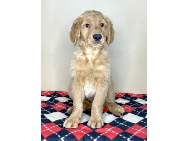 Golden Retriever DOG Male Dark Golden 2010 Petland Florence, Kentucky