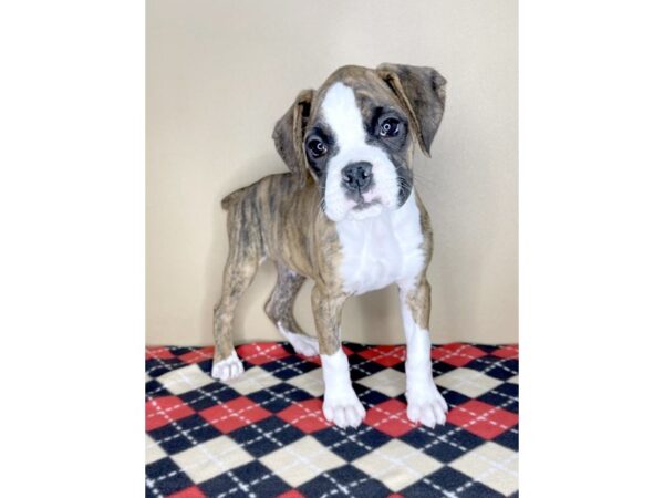 Boxer-DOG-Female-Fawn Brindle-2008-Petland Florence, Kentucky