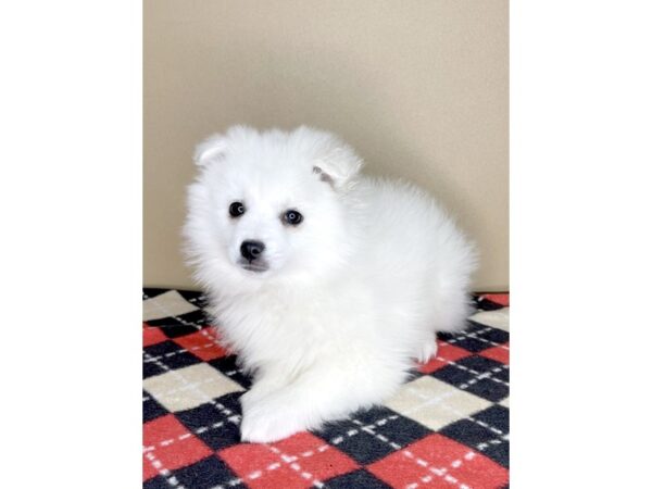 American Eskimo Dog DOG Female White 2007 Petland Florence, Kentucky