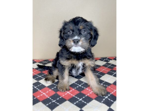 Cavalier King Charles Spaniel/Yorkshire Terrier DOG Male Black White / Tan 2006 Petland Florence, Kentucky