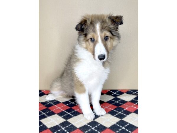 Shetland Sheepdog DOG Female Sable / White 2005 Petland Florence, Kentucky