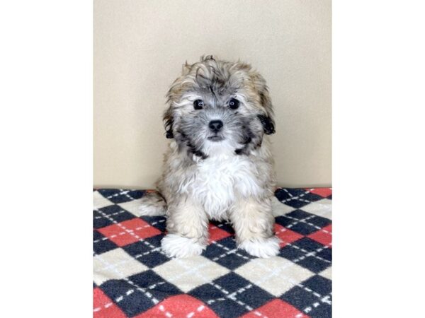 ShizaPoo DOG Female Brown 2004 Petland Florence, Kentucky