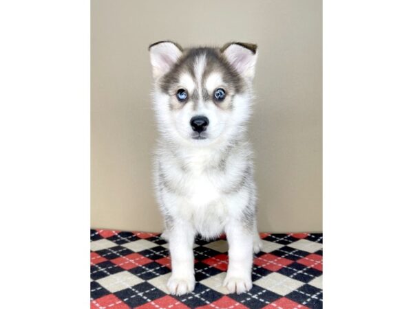 Pomsky DOG Female Sable 2003 Petland Florence, Kentucky