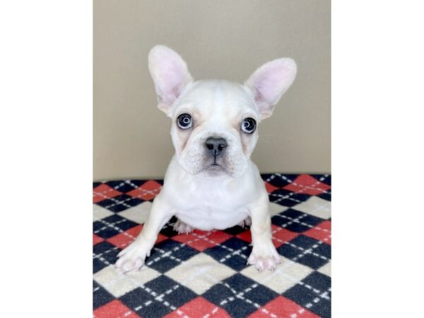 French Bulldog DOG Female 2002 Petland Florence, Kentucky