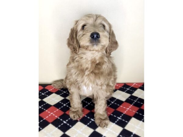 Mini Goldendoodle DOG 2035 Petland Florence, Kentucky