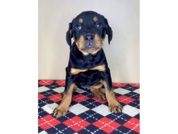 Rottweiler-DOG-Female--2034-Petland Florence, Kentucky