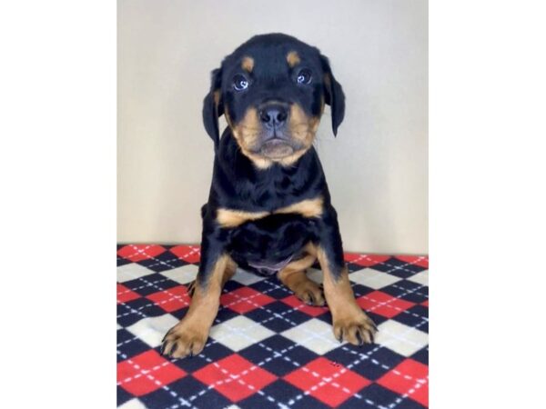 Rottweiler DOG Female 2034 Petland Florence, Kentucky