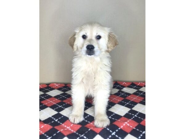 Golden Retriever DOG Female Light Golden 2032 Petland Florence, Kentucky