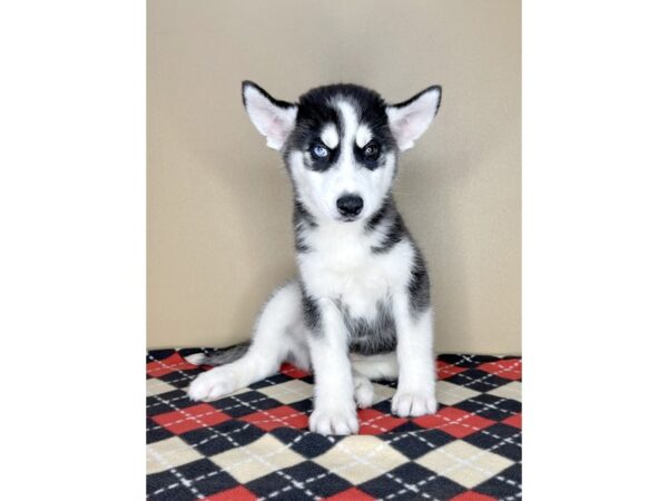 Siberian Husky DOG Male Black / White 2029 Petland Florence, Kentucky