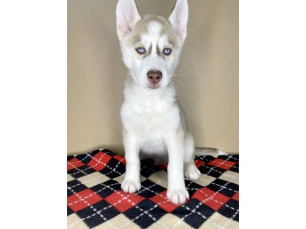 Siberian Husky-DOG-Male-Sable / White-2028-Petland Florence, Kentucky