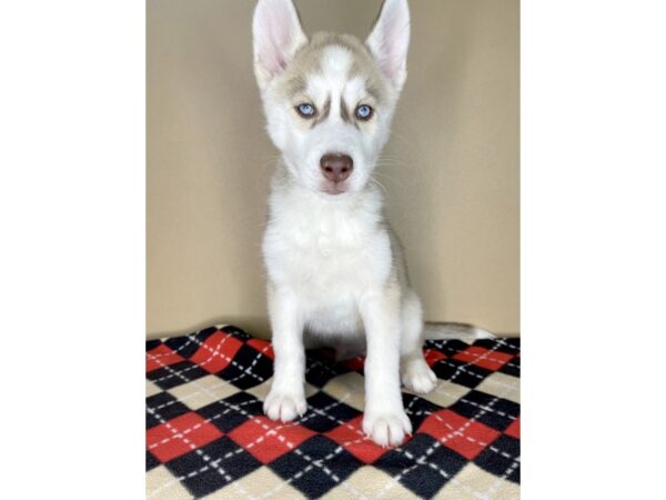 Siberian Husky DOG Male Sable / White 2028 Petland Florence, Kentucky