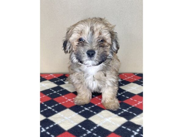 Morkie DOG Male Red Sable 2026 Petland Florence, Kentucky